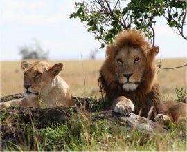 EAST AFRICA Consulting Cabinet 