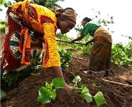 EAST AFRICA Consulting Cabinet Tanzania